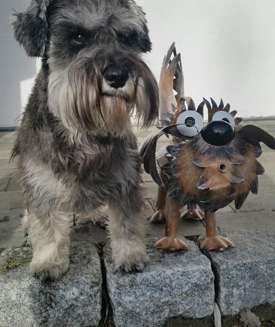 Hund ved siden av en Medusaskulptur av en hund