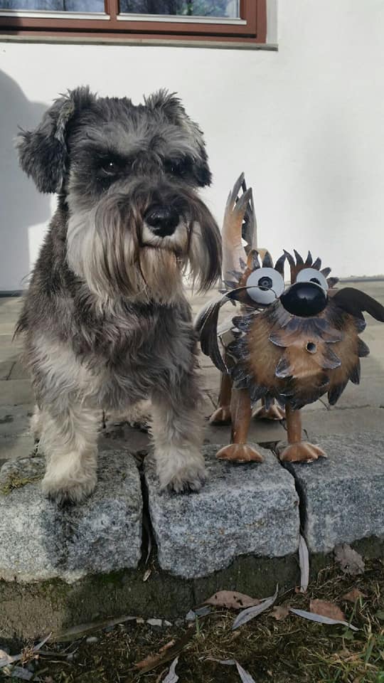 Hund ved siden av en Medusaskulptur av en hund